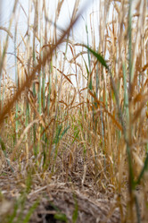 Similar image 10442592