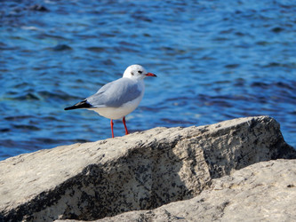 Similar image 10445716