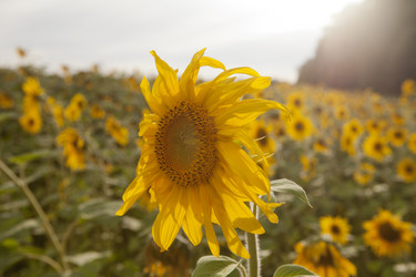 Similar image 10447002