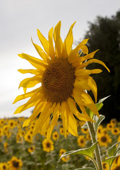 Similar image 10447003