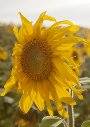 Similar image 10447007