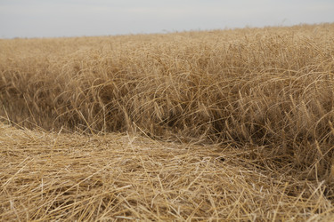 Similar image 10447009