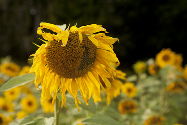 Similar image 10447040