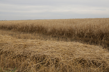 Similar image 10447082