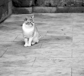 Similar image 10448250