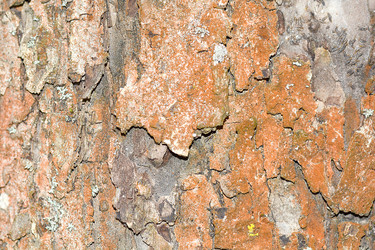 Similar image 10452399