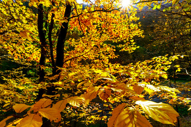 Similar image 10452556