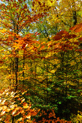 Similar image 10452570