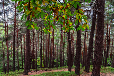 Similar image 10453911