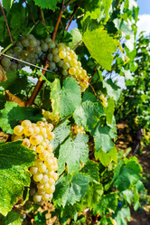 Similar image 10454372