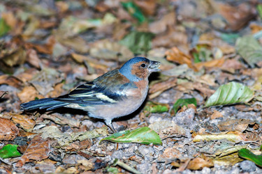 Similar image 10454671