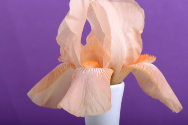 Similar image 10455299