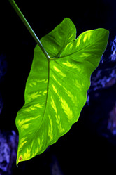 Similar image 10456149