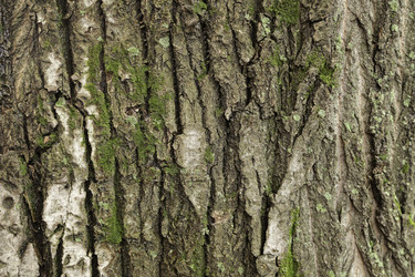 Similar image 10456500