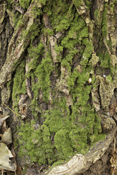 Similar image 10456506