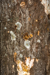 Similar image 10460333