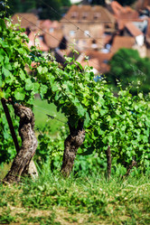 Similar image 10464546