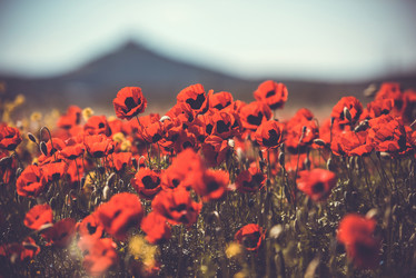 Similar image 10484500