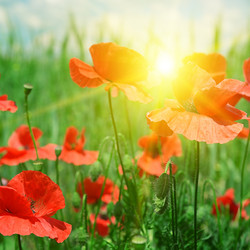 Similar image 10485827