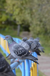 Similar image 10485909