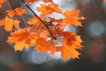 Similar image 10495262