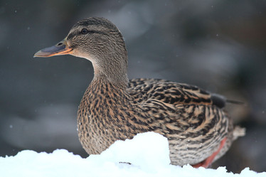 Similar image 10495430