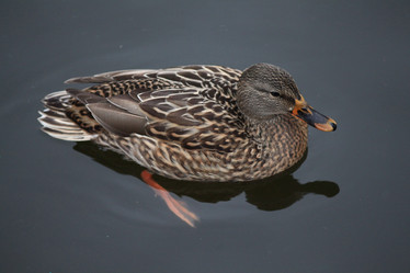 Similar image 10495434