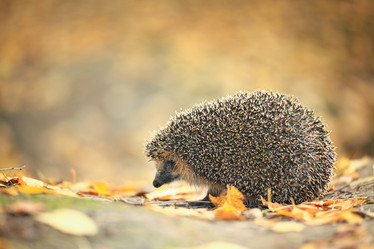 Similar image 10495782