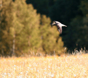 Similar image 10496053