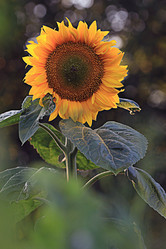 Similar image 10496158