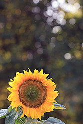 Similar image 10496222