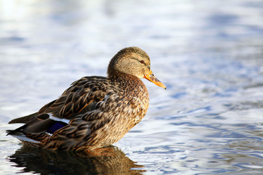 Similar image 10496263