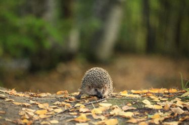 Similar image 10496478