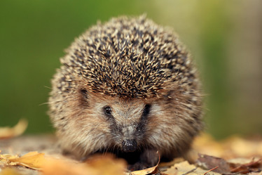 Similar image 10496480