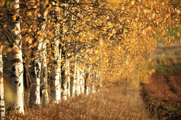 Similar image 10496584