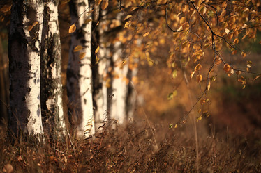 Similar image 10496585