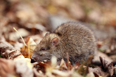 Similar image 10496689