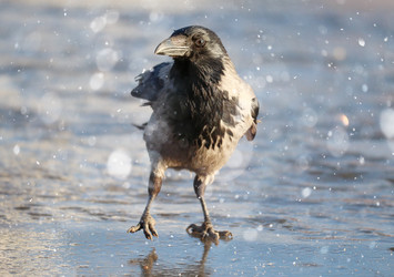 Similar image 10496791