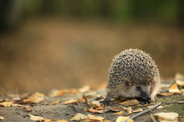 Similar image 10497162