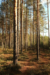 Similar image 10497175