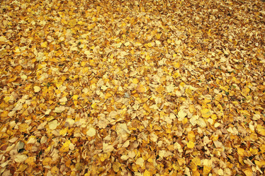 Similar image 10497179