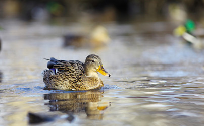 Similar image 10497440