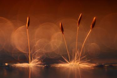 Similar image 10497665