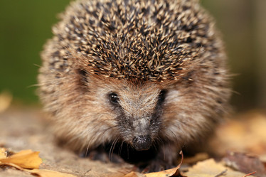 Similar image 10497776