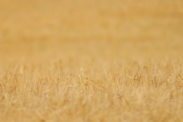 Similar image 10497847