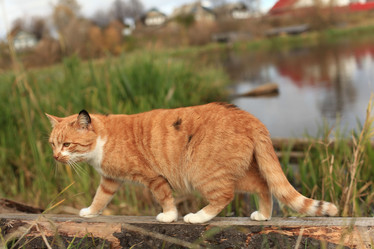 Similar image 10497872