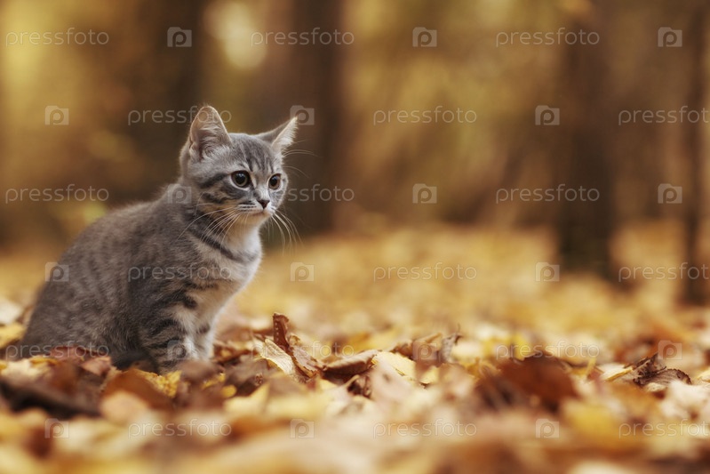 Фотография на тему Котенок в желтые листья | PressFoto