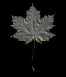 Similar image 10498124