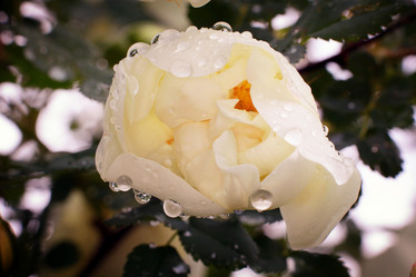 Similar image 10498220