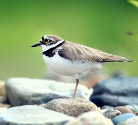 Similar image 10498459